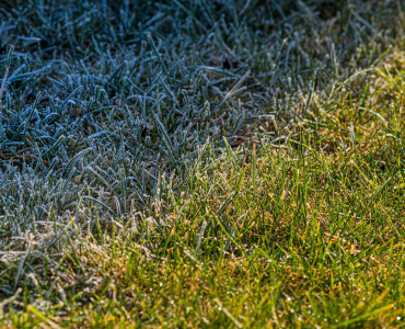 Kiedy ścinać trawę po raz ostatni w sezonie? Jak przygotować trawnik na zimę