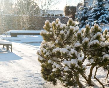 Co robimy w styczniu w ogrodzie?